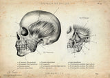 Sulcus centralis