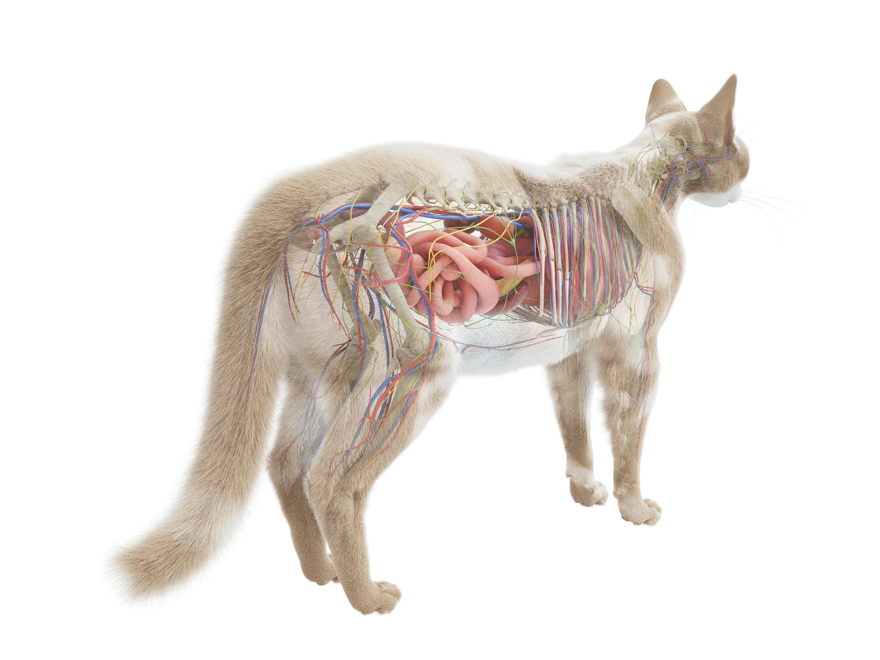 Anatomie der Katze: Das verbirgt sich unter dem Fell - Animus Medicus