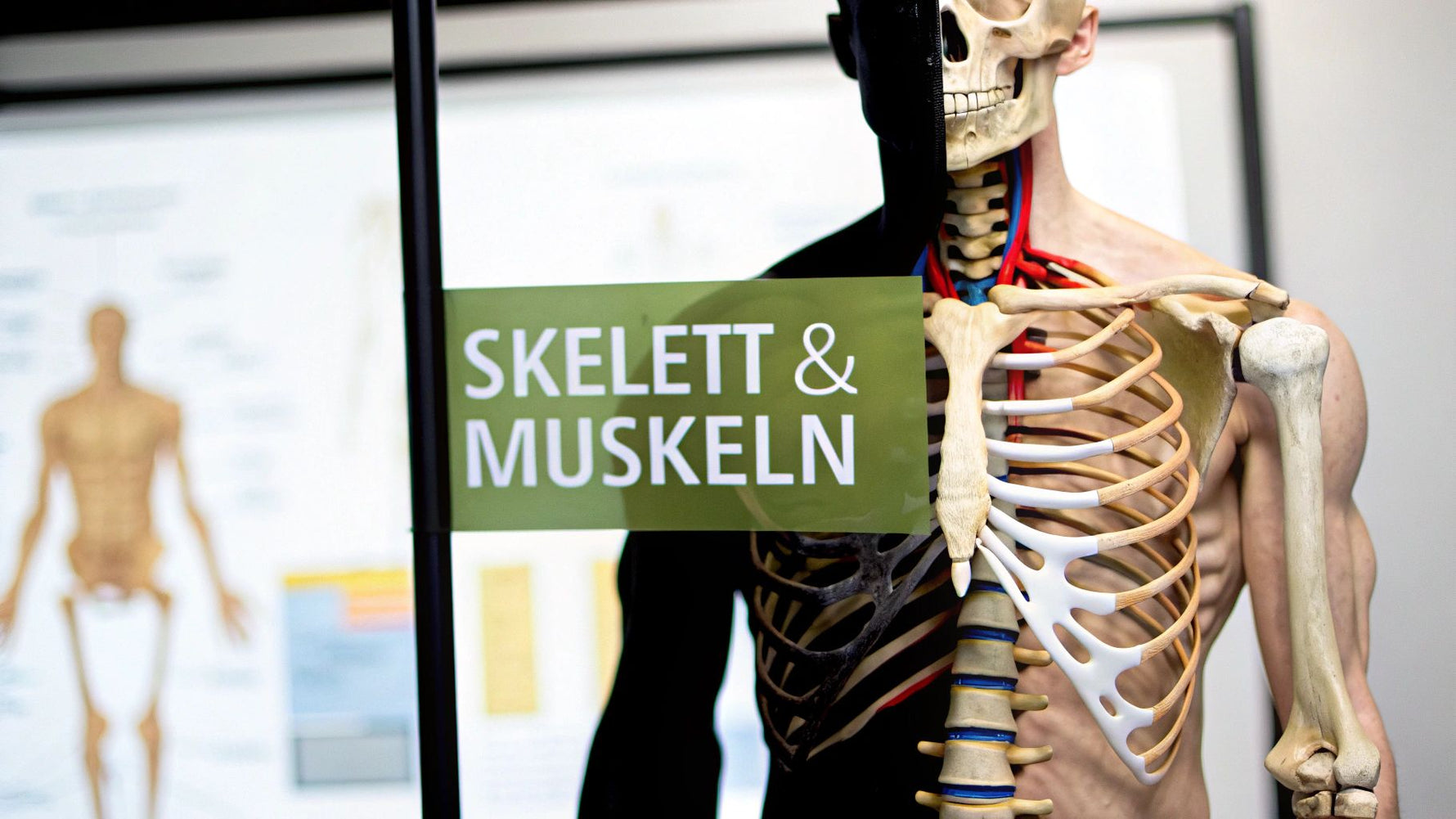 Skelett mit Muskeln als Team verstehen