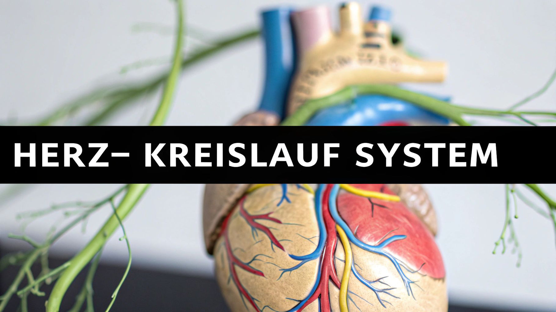 Herz Kreislauf System Beschriftung leicht gemacht