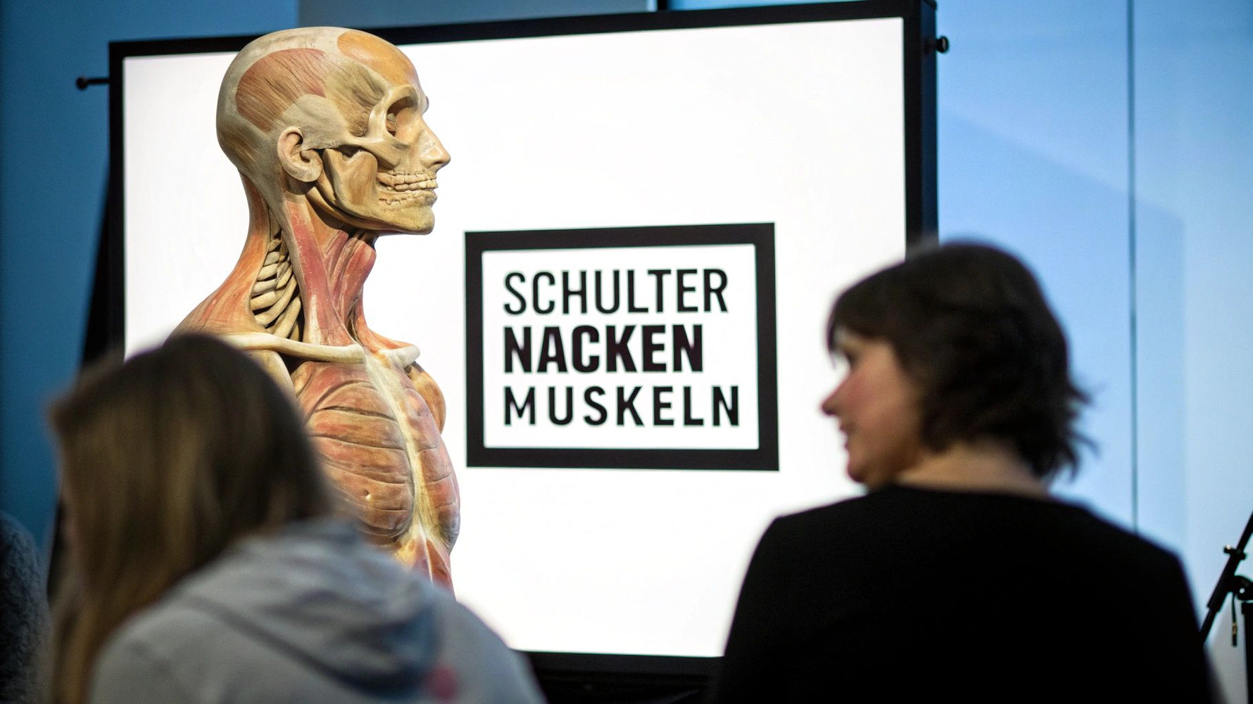 Muskulatur Schulter Nacken verstehen und stärken