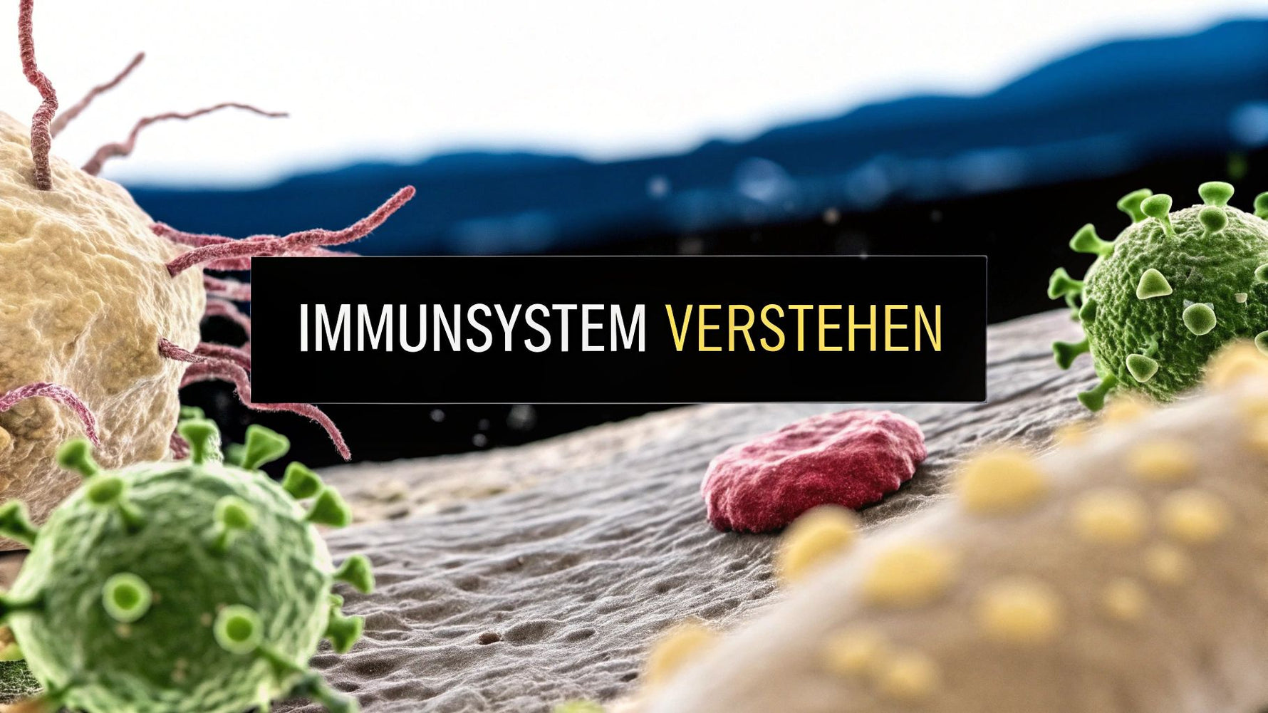 Wie funktioniert das Immunsystem einfach erklärt