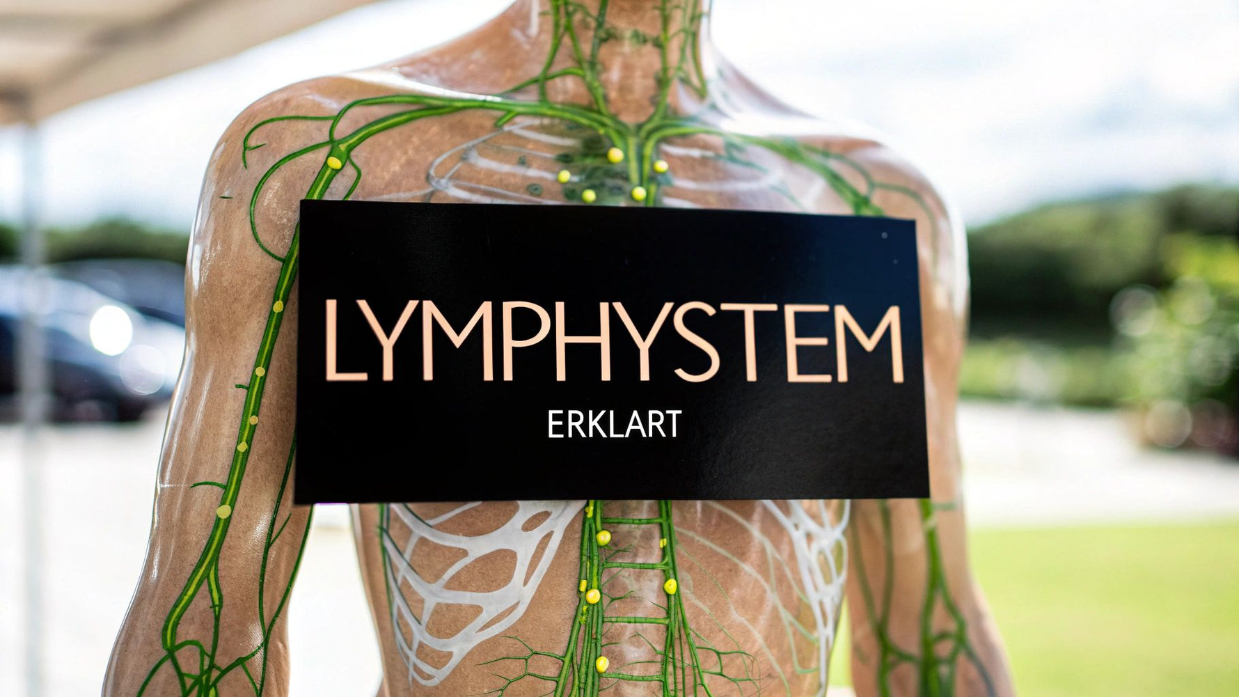 Lymphsystem einfach erklärt Ihr Wegweiser zur Gesundheit