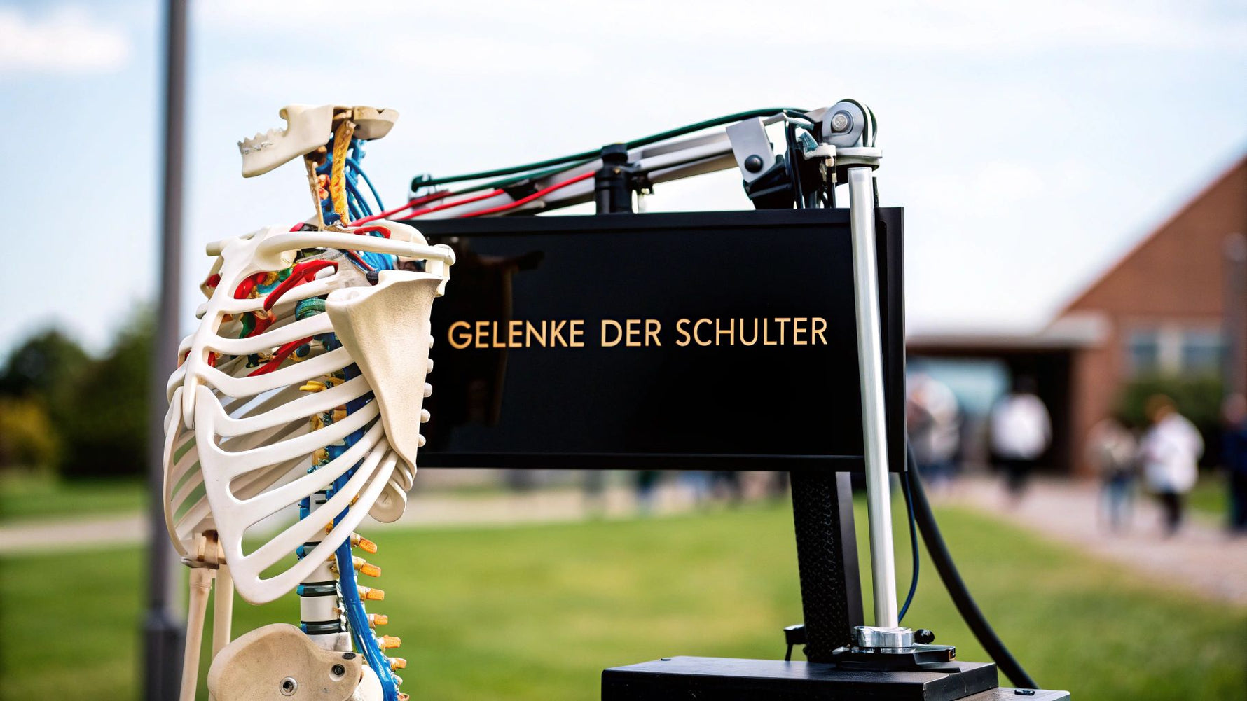 Der ultimative Guide für die Gelenke der Schulter