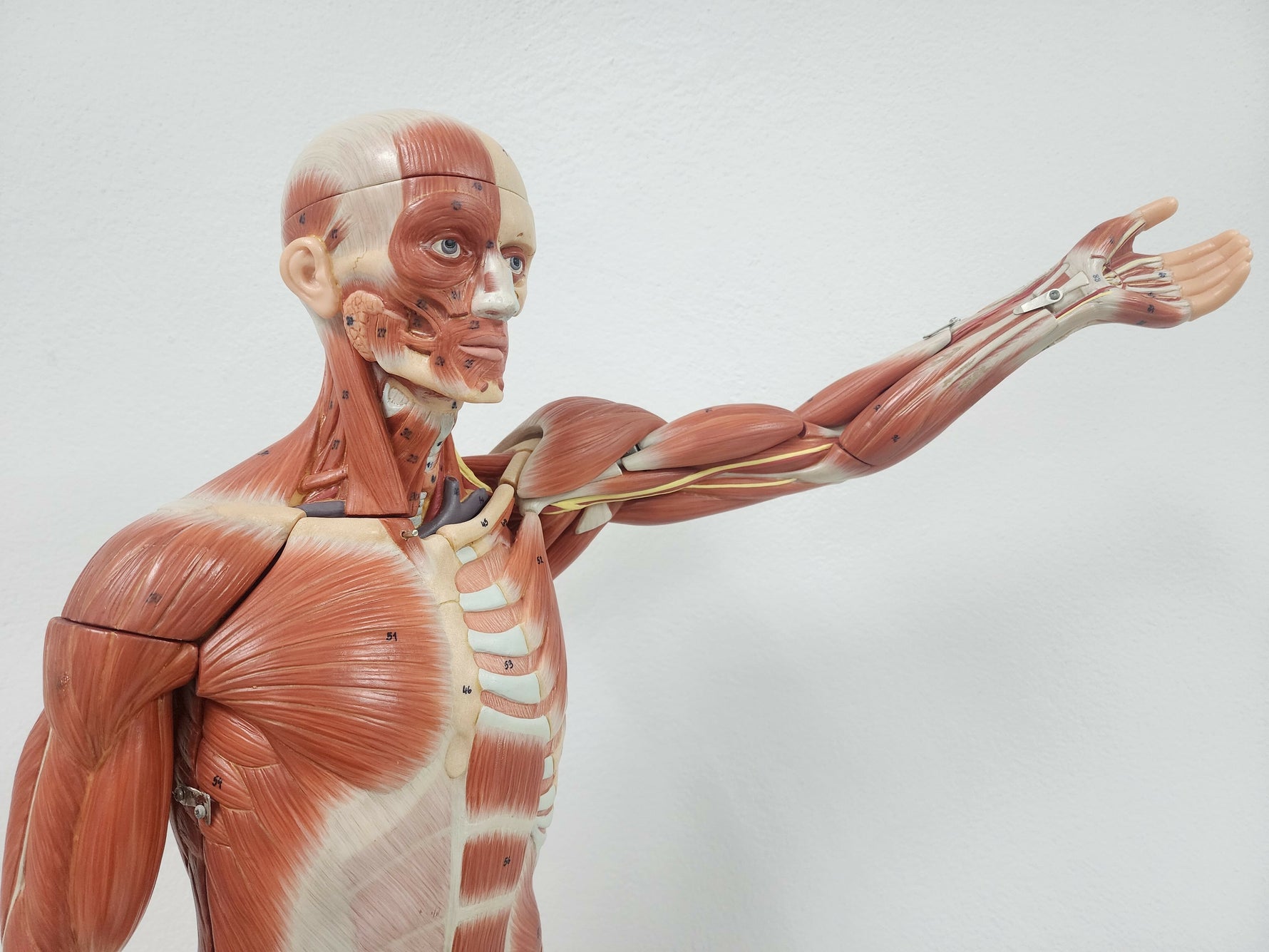 Muskel-Anatomie des Menschen: Aufbau und Funktion - Animus Medicus