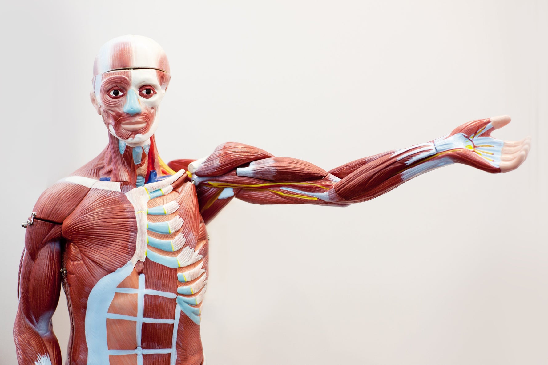 Muskeln lernen: Anatomiebilder als visuelle Hilfen - Animus Medicus