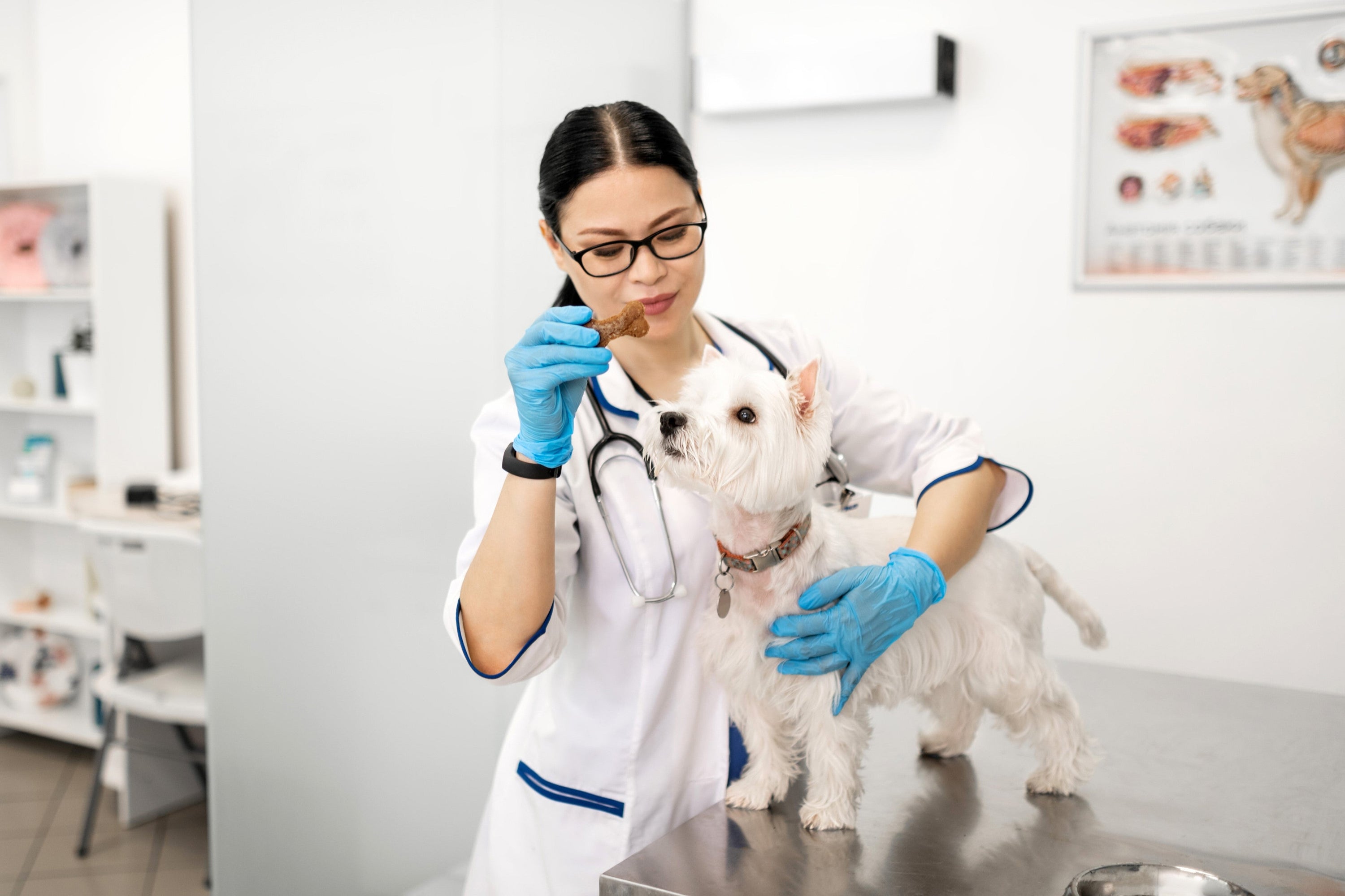 Tierarztpraxis Einrichtung: So gelingt die Umsetzung - Animus Medicus