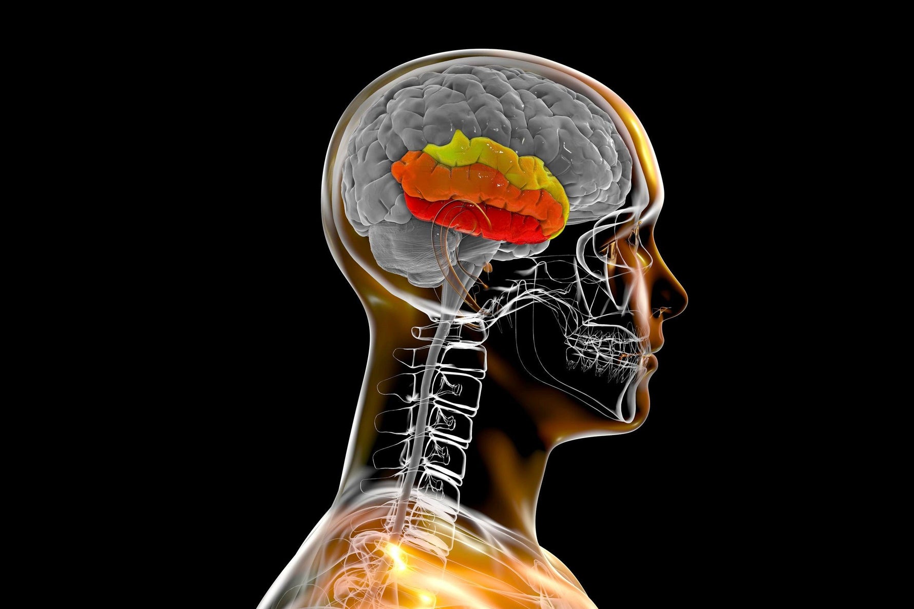 Unser Langzeitgedächtnis – eine Erklärung - Animus Medicus GmbH