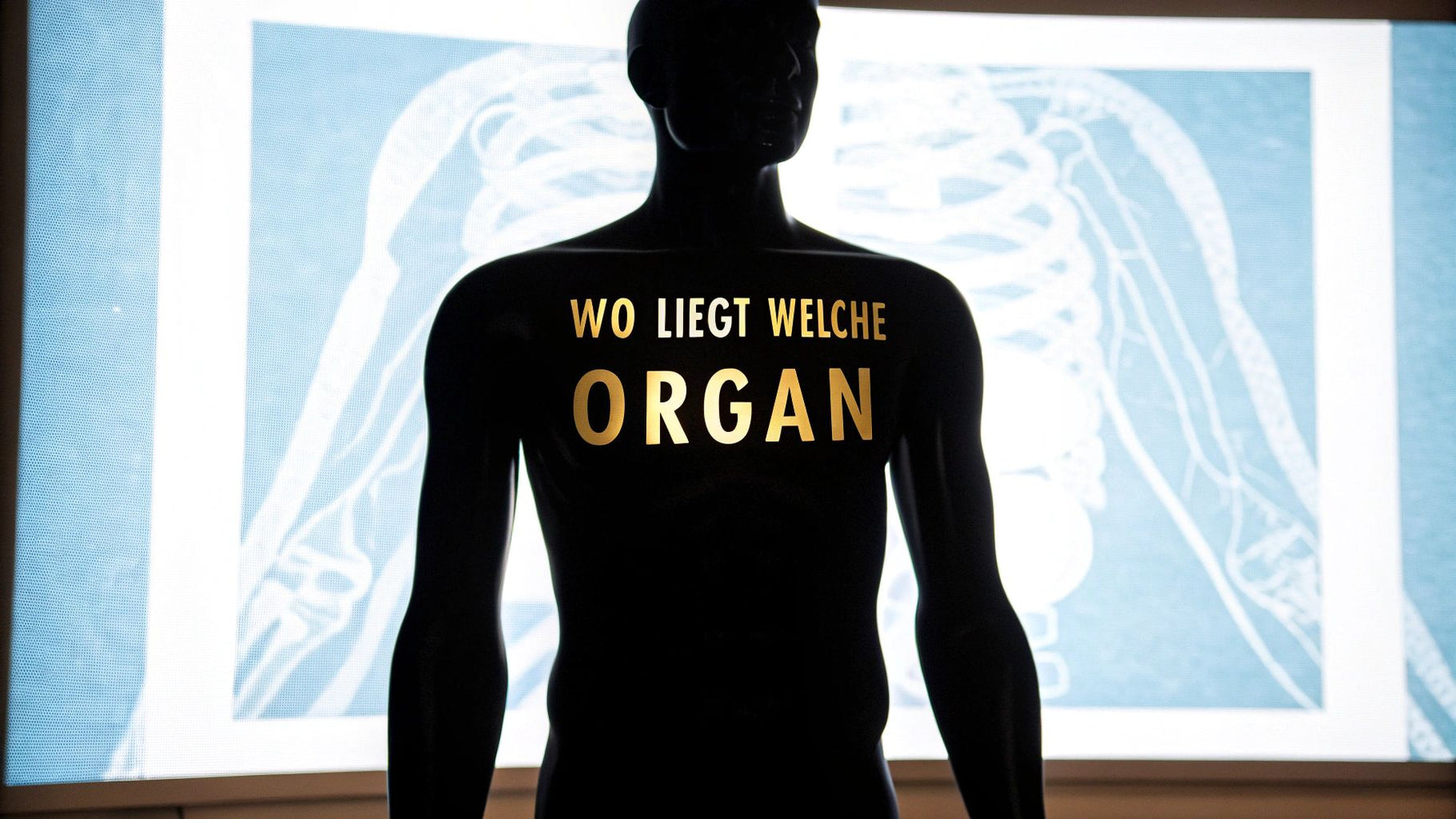 wo liegt welches organ: Visueller Guide zu Koerperorganen