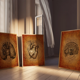Mystery Anatomie