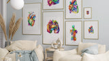 Rainbow Anatomie