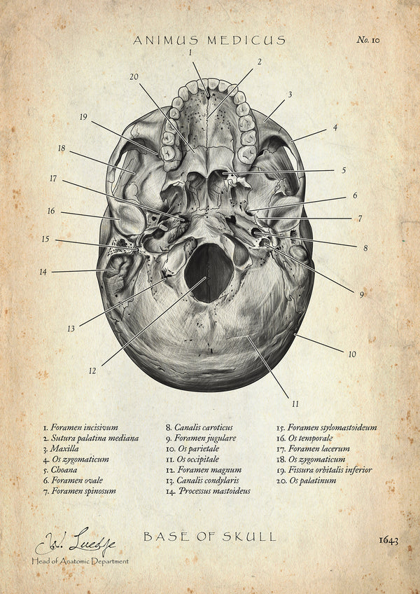 Schädelbasis Anatomie