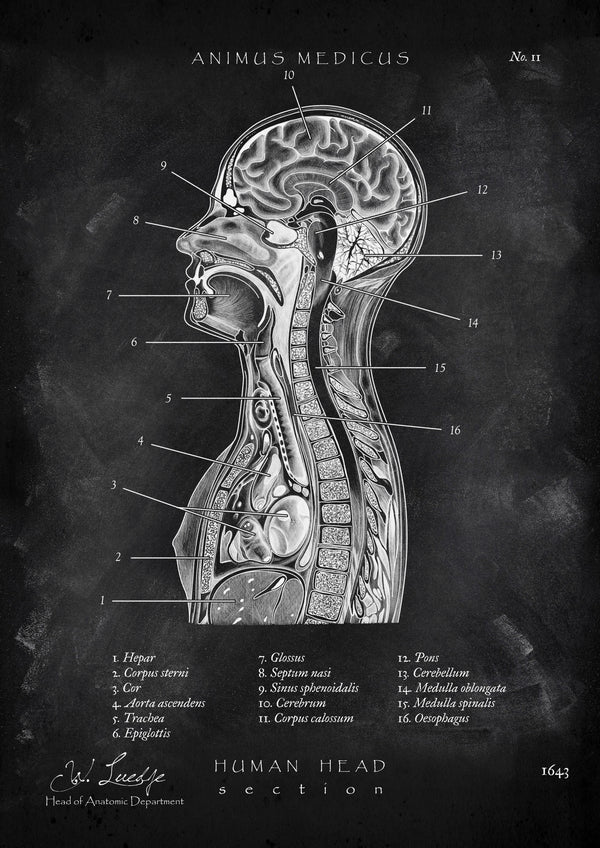 Thorax Anatomie - Chalkboard