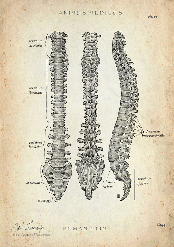 Wirbelsäule | Aufbau und Anatomie