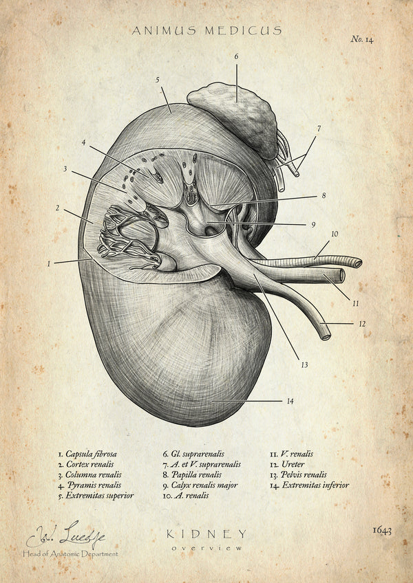 Nieren Anatomie