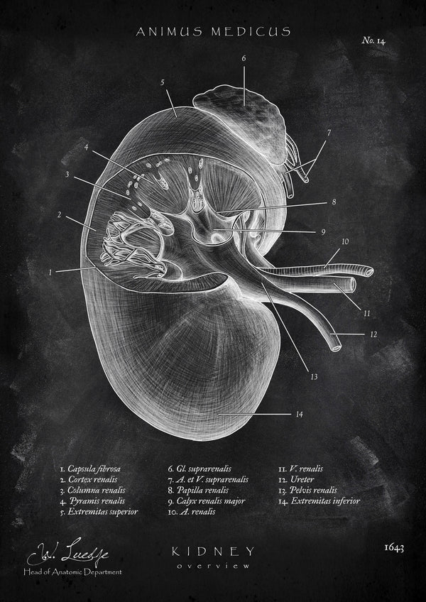 Nieren Anatomie - Chalkboard