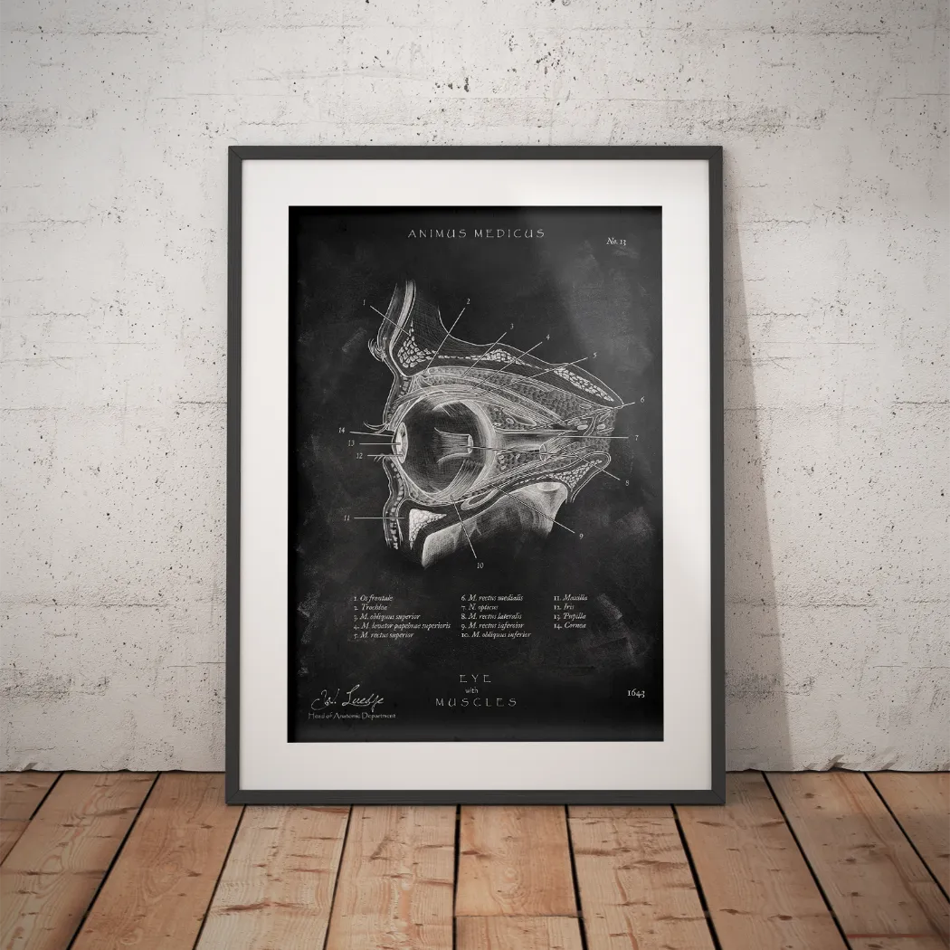 L'anatomie de l'œil - Tableau noir