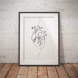 Anatomie du coeur minimaliste