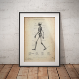 Anatomie du squelette