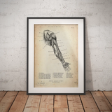 Anatomie dorsale du bras