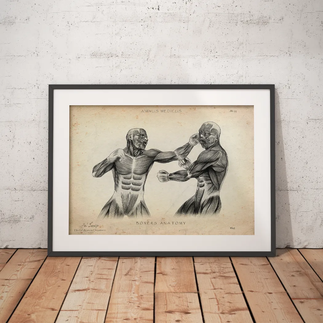 Poster Anatomie Boxer