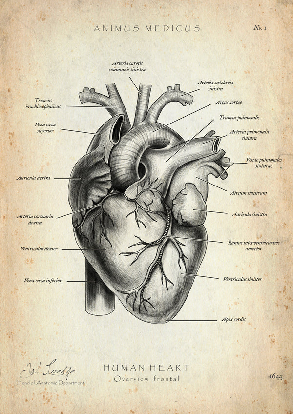 Herz Anatomie