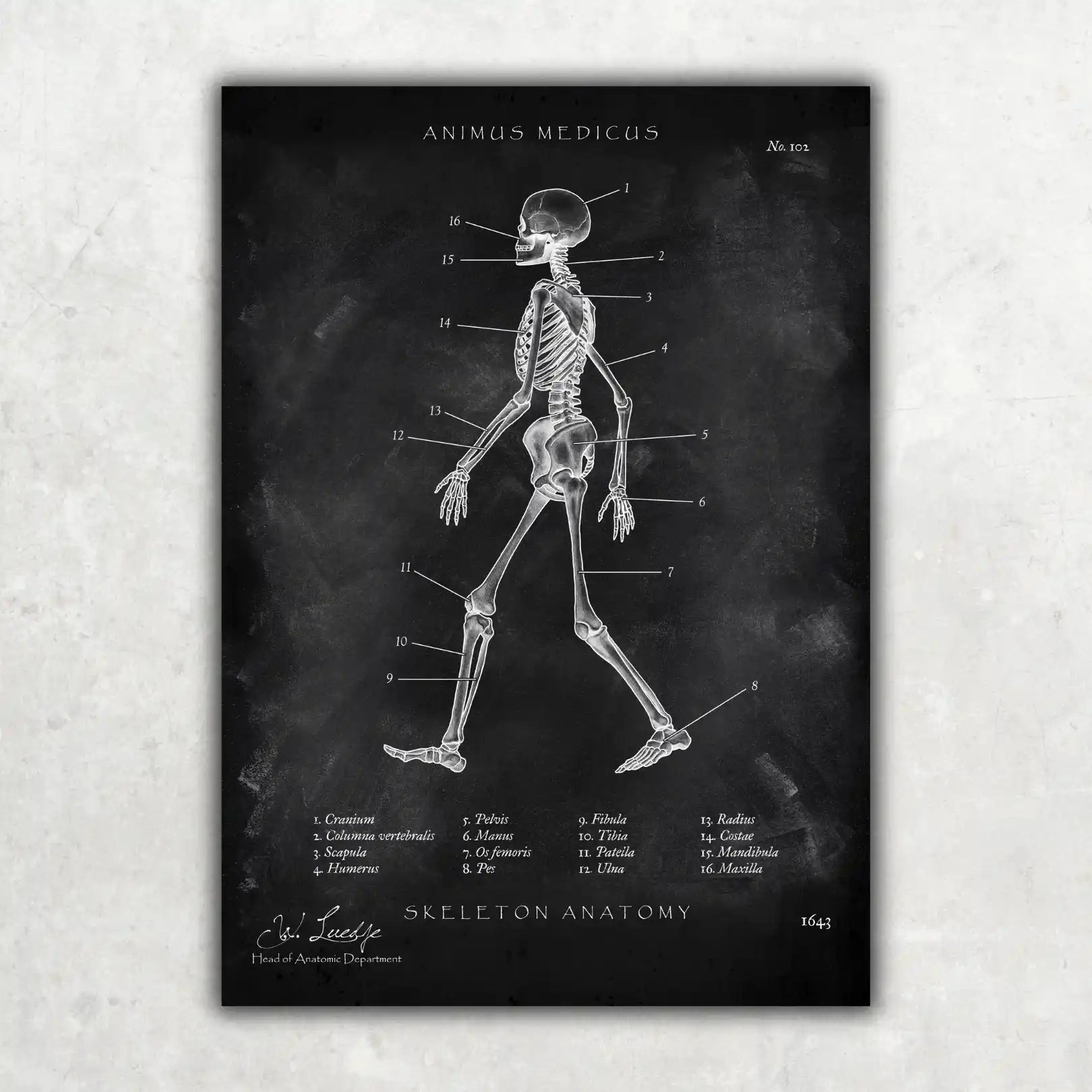 Skelett Anatomie - Chalkboard