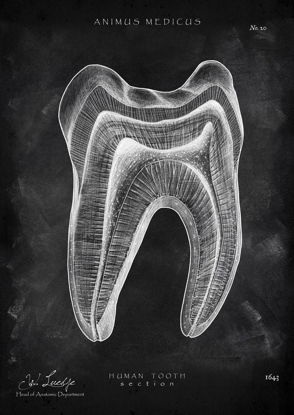 Zahn Anatomie im Querschnitt - Chalkboard