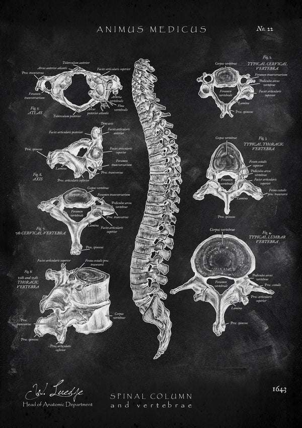 Wirbelkörper Anatomie - Chalkboard