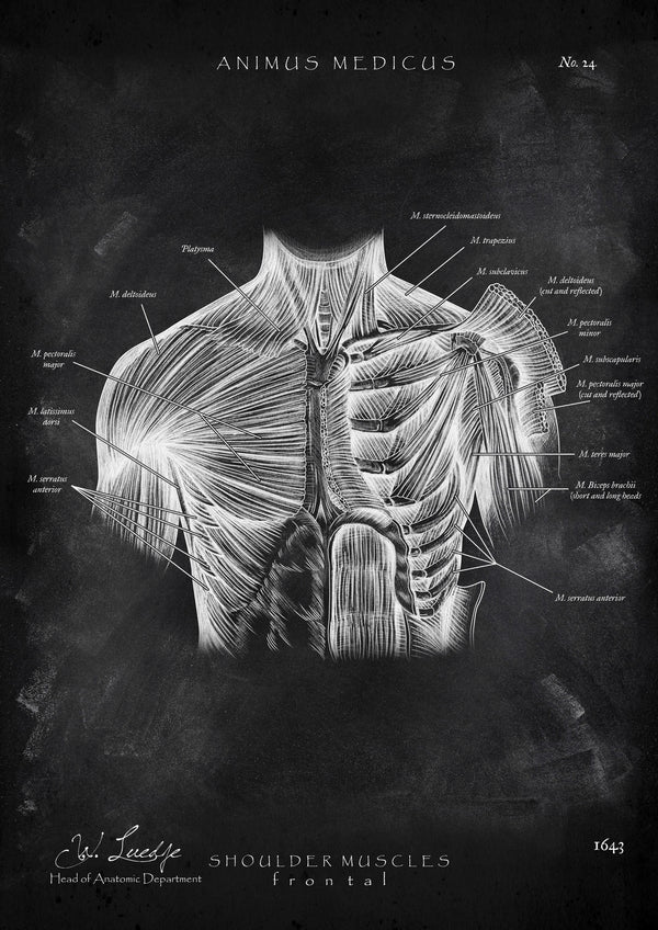 Schulter Muskulatur - Chalkboard