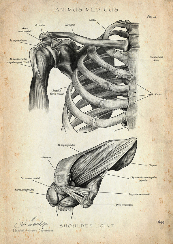 Schultergelenk Anatomie