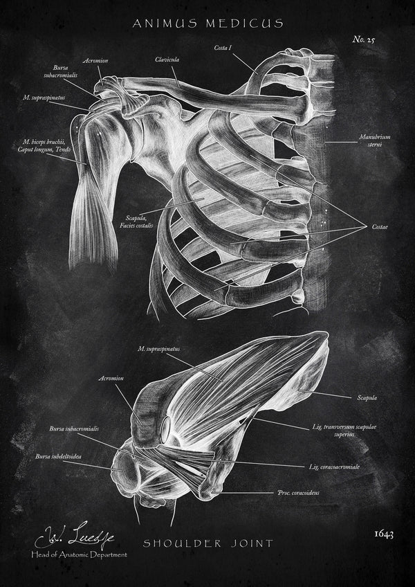 Schultergelenk Anatomie - Chalkboard