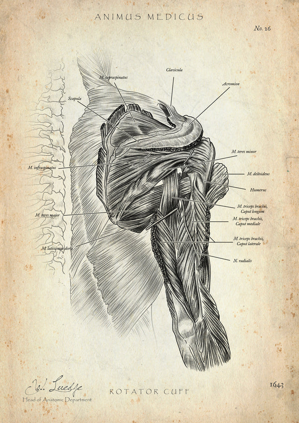 Rotatorenmanschette Anatomie