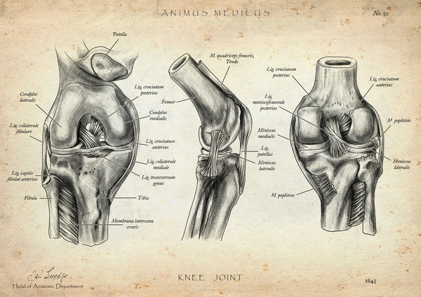 Kniegelenk Anatomie