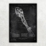 Anatomie du bras dorsal - Tableau