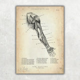 Anatomie dorsale du bras