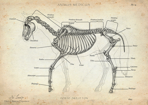 Pferde Anatomie