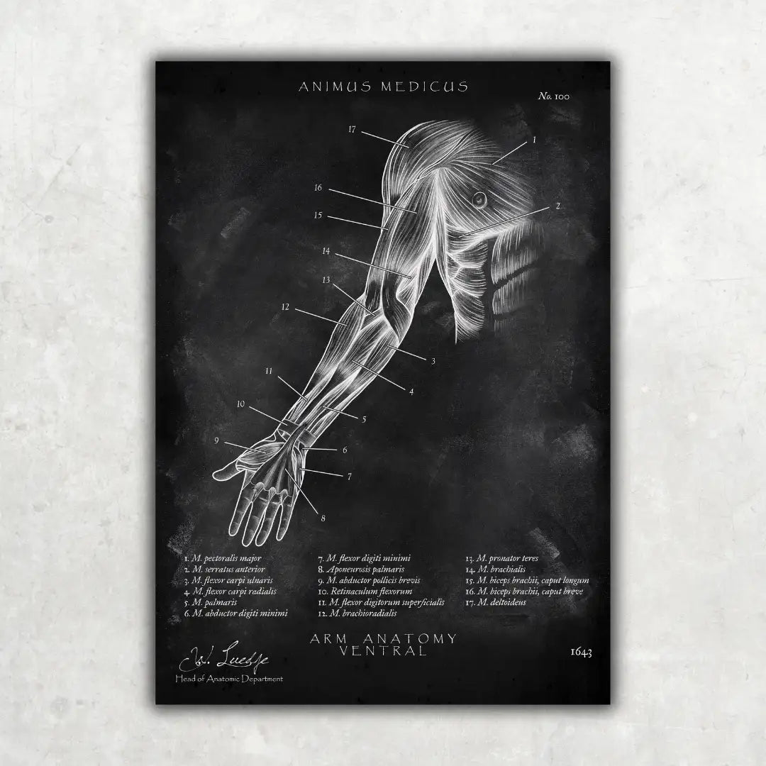 Anatomie ventrale du bras - Tableau noir