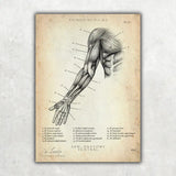 Anatomie du bras ventral