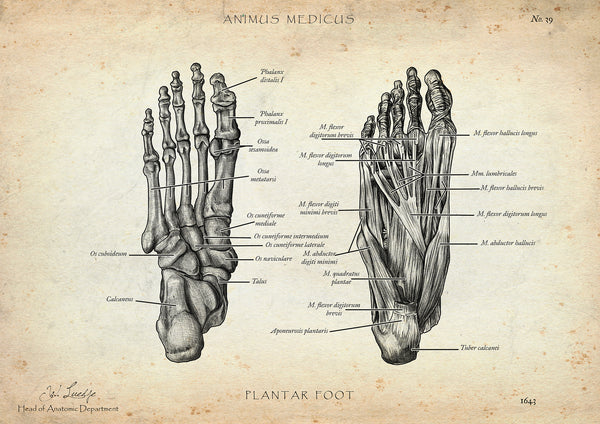 Fuß Anatomie | Knochen und Muskeln