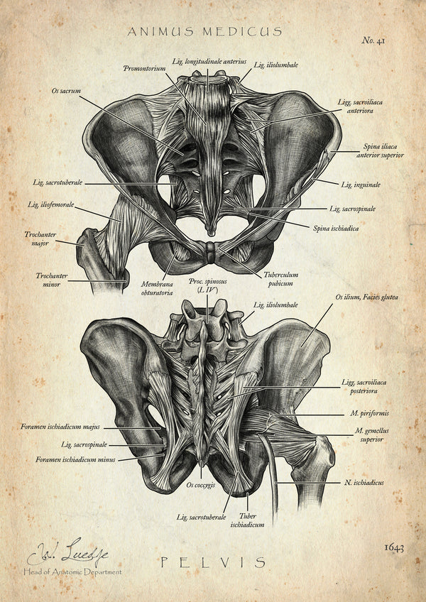 Hüftgelenk Anatomie