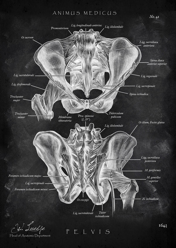 Hüftgelenk Anatomie - Chalkboard