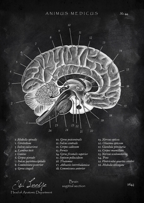 Gehirn im Sagittalschnitt - Chalkboard