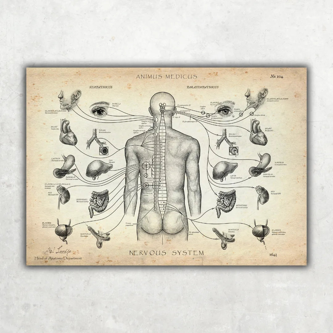 Das vegetative Nervensystem