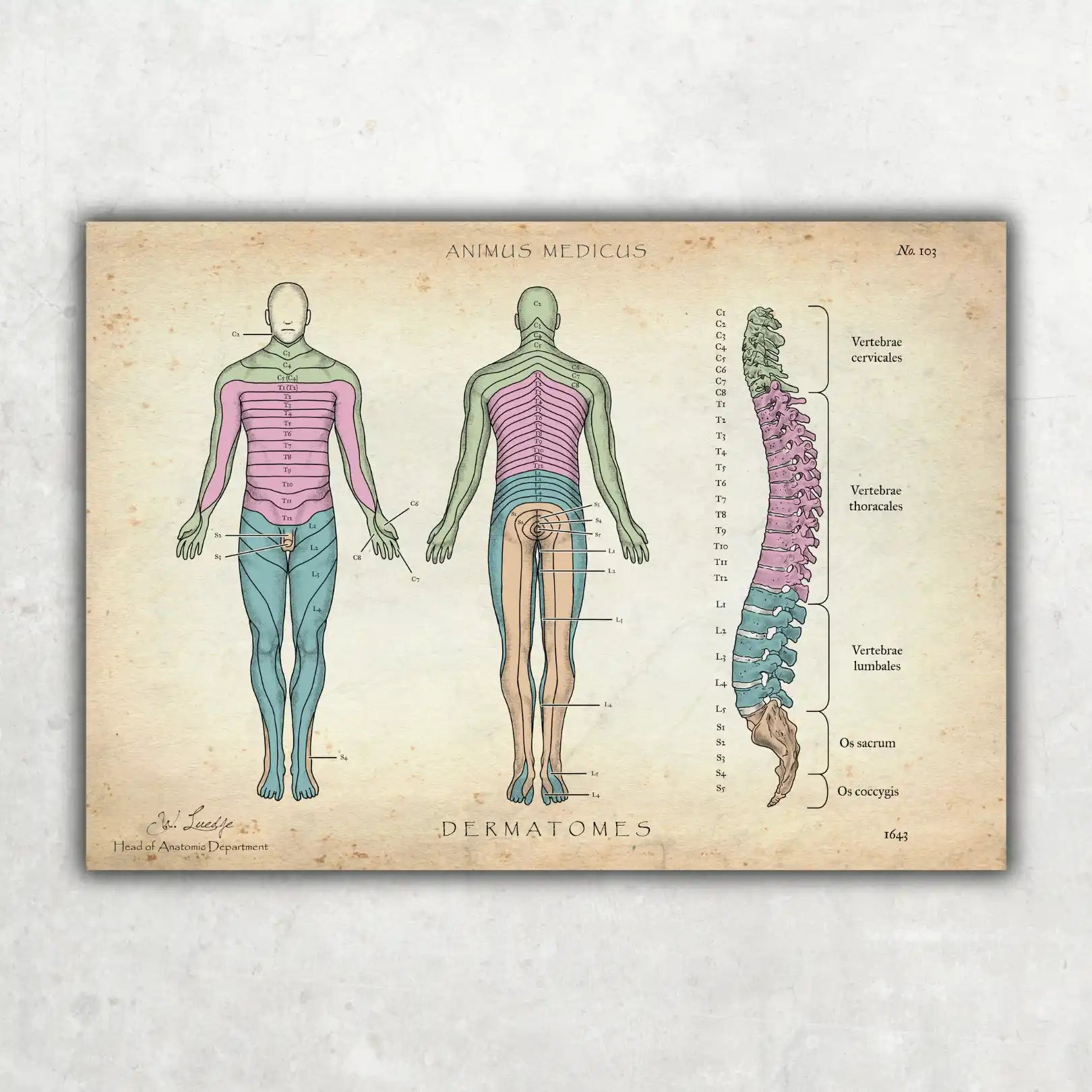 Dermatome