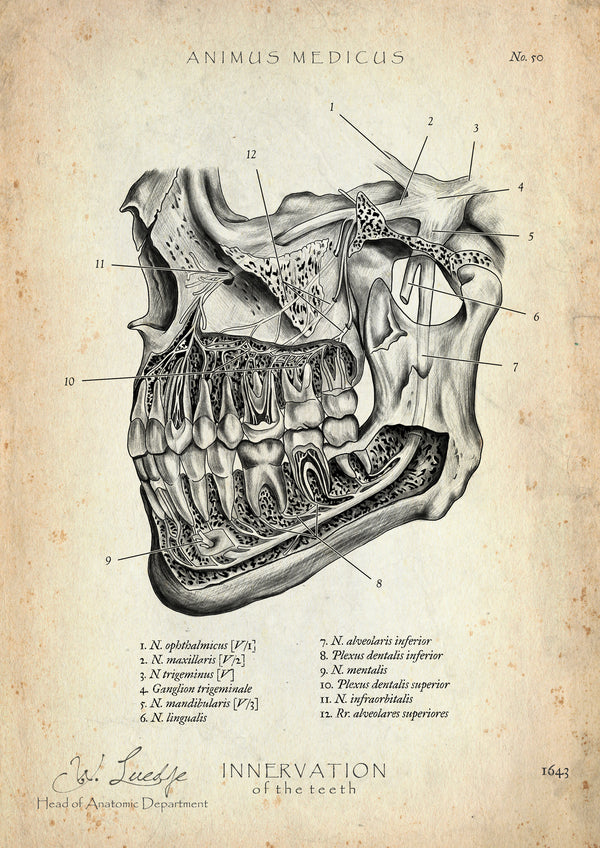 Zahn Innervation