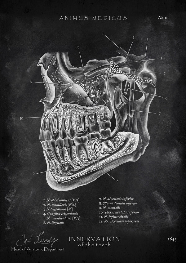 Zahn Innervation - Chalkboard