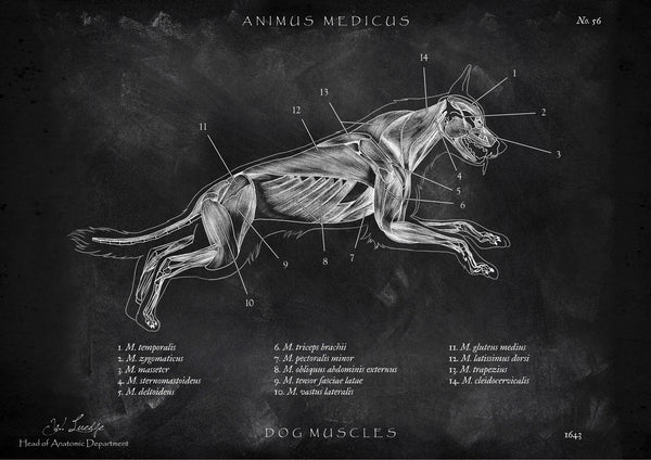 Hunde Muskulatur - Chalkboard