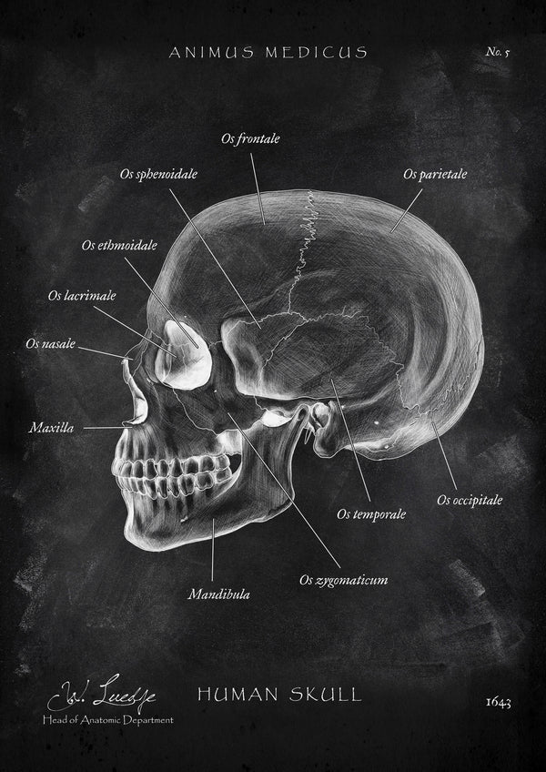 Schädelknochen Anatomie - Chalkboard