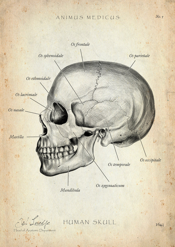 Schädelknochen Anatomie